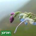Científicos, entre los que hay un argentino, descubren una nueva especie de salvia y la bautizan en honor a Messi