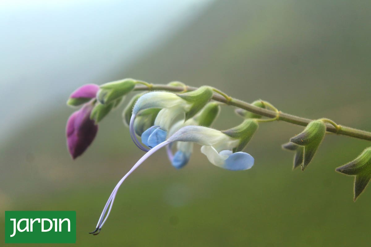 Primer plano de la flor de la Salvia messii con los característicos colores de la selección