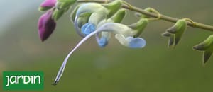 Científicos, entre los que hay un argentino, descubren una nueva especie de salvia y la bautizan en honor a Messi