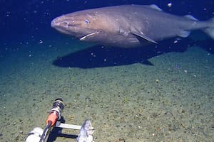 Primer tiburón registrado en el Océano Antártico