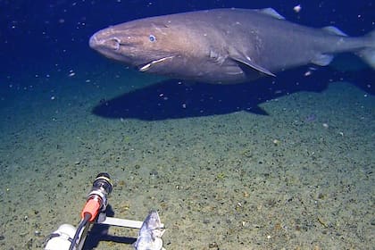 Primer tiburón registrado en el Océano Antártico