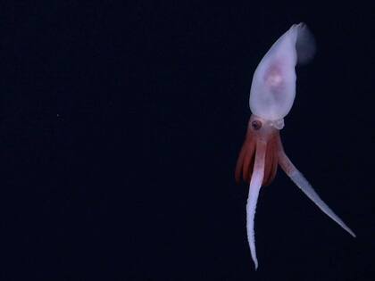 Primera fotografía de un calamar Promachoteuthis vivo. (Schmidt Ocean Institute)