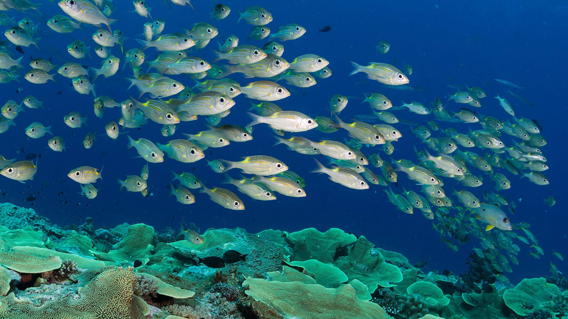 Pristine Seas es un proyecto de National Geographic que nació en 2008 con el objetivo de identificar, proteger y restaurar los últimos lugares verdaderamente salvajes del océano