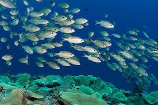 El explorador que protege los últimos lugares salvajes del océano
