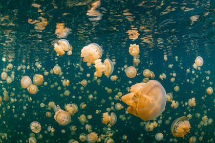 Pristine Seas es un proyecto de National Geographic que nació en 2008 con el objetivo de identificar, proteger y restaurar los últimos lugares verdaderamente salvajes del océano
