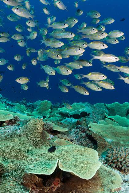 Pristine Seas es un proyecto de National Geographic que nació en 2008 con el objetivo de identificar, proteger y restaurar los últimos lugares verdaderamente salvajes del océano