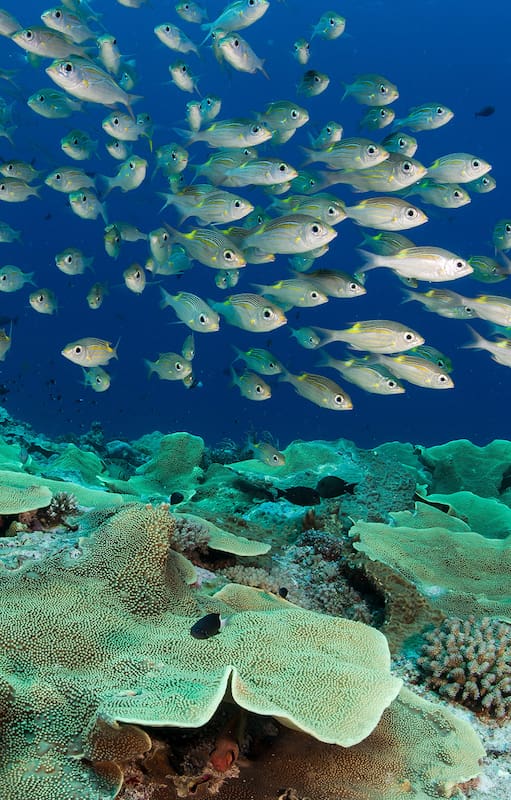 Pristine Seas es un proyecto de National Geographic que nació en 2008 con el objetivo de identificar, proteger y restaurar los últimos lugares verdaderamente salvajes del océano