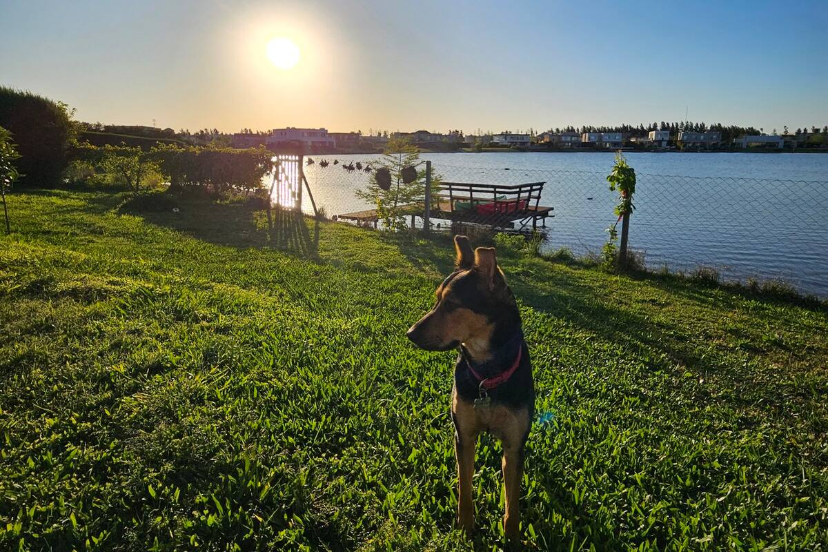 Probable comensalismo y mutualismo, dos motores de una relación que viene durando al menos 12.000 años