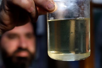 Probeta de micro plancton que sirve de alimento