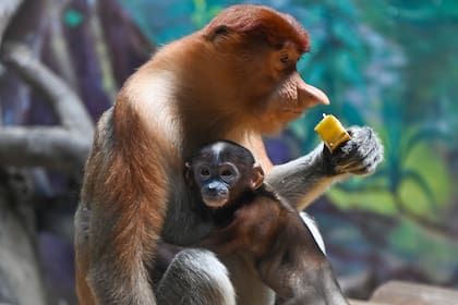 proboscis monkey; mono narigudo; Naturaleza; Mono; primates; animales; Sociedad; naturaleza y medio ambiente