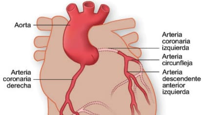 Ubicación de la arteria circunfleja