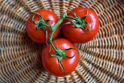 Procesar los tomates, por ejemplo cortándolos o cocinándolos, ayuda a absorber el licopeno más fácilmente