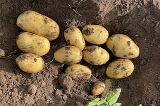 Cayó la siembra de papa en el sudeste bonaerense, pero para los productores no es una mala noticia