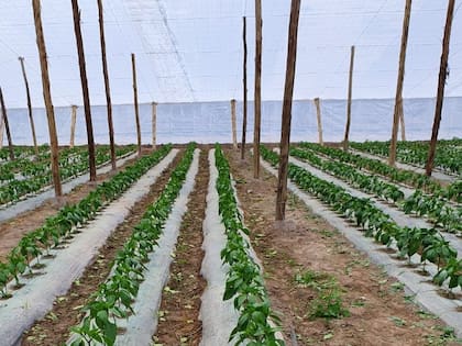 Producción de pimiento