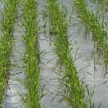 Por la falta de rentabilidad y el temor a El Niño prevén una caída de hasta 20% en la siembra de arroz