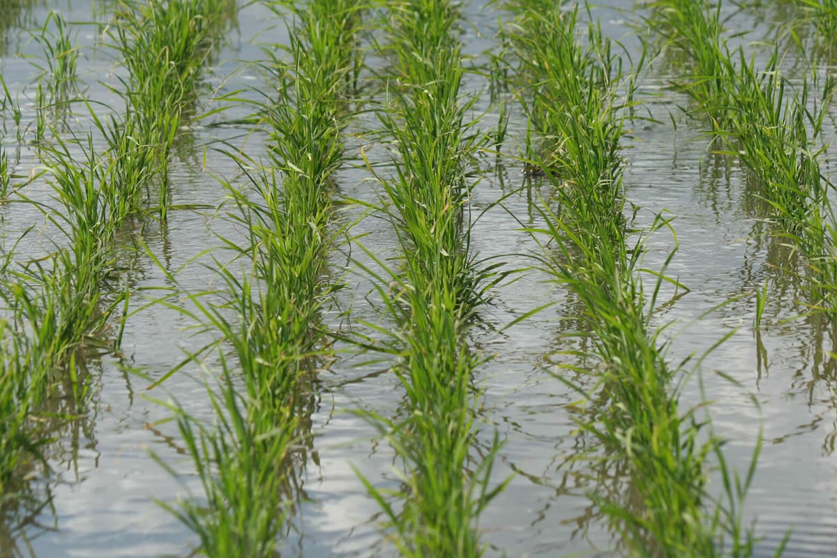 Producción de arroz de Adecoagro