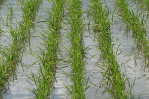 Por la falta de rentabilidad y el temor a El Niño prevén una caída de hasta 20% en la siembra de arroz