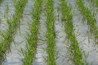 Por la falta de rentabilidad y el temor a El Niño prevén una caída de hasta 20% en la siembra de arroz