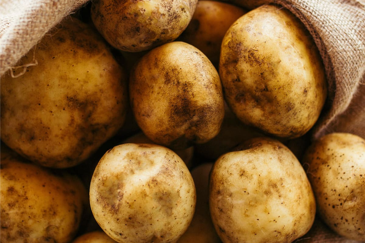 Producción de "El Parque Papas", en Nicanor Otamendi, provincia de Buenos Aires