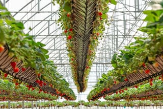 Hidroponía: frutas y hortalizas para estar más cerca de los consumidores
