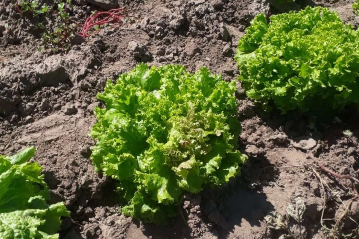 Producción de lechuga en el cordón hortícola de la ciudad de Santa Fe