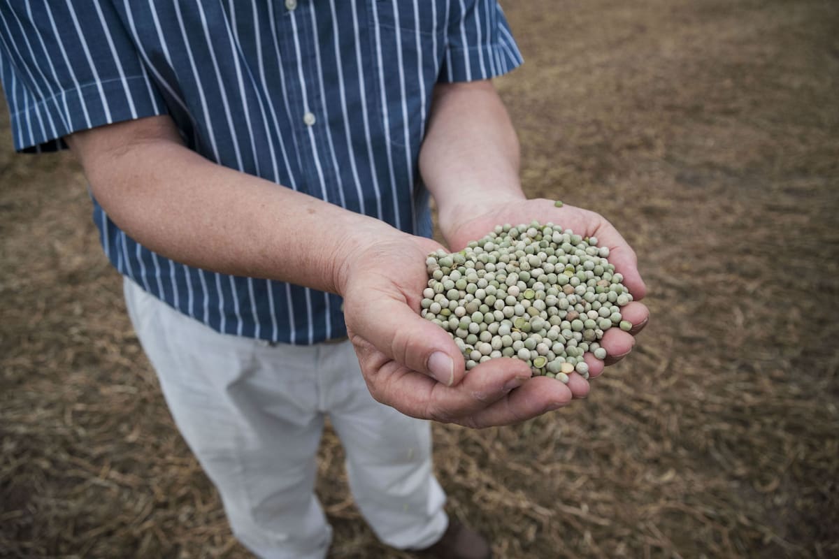 Producción de legumbres en Entre Rios