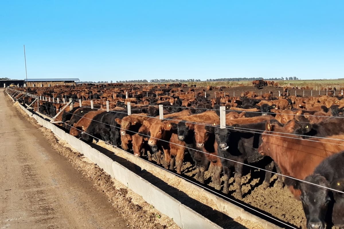Produccion ganadera en feedlot