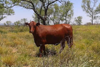 Mejoraron los índices de producción de carne