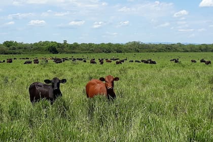 Producción intensiva de ganado en el norte del país con pasturas de alta calidad.