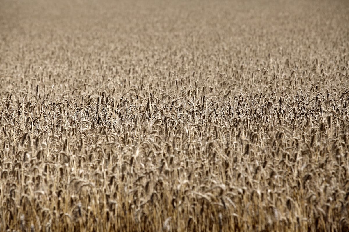 Producción. No solo en las zonas tradicionalmente trigueras hay una buena intención de siembra
