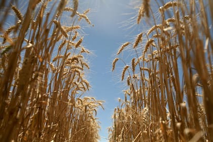 Producción Si es aprobado en Brasil, la empresa desarrollará un modelo tipo cerrado para producirlo