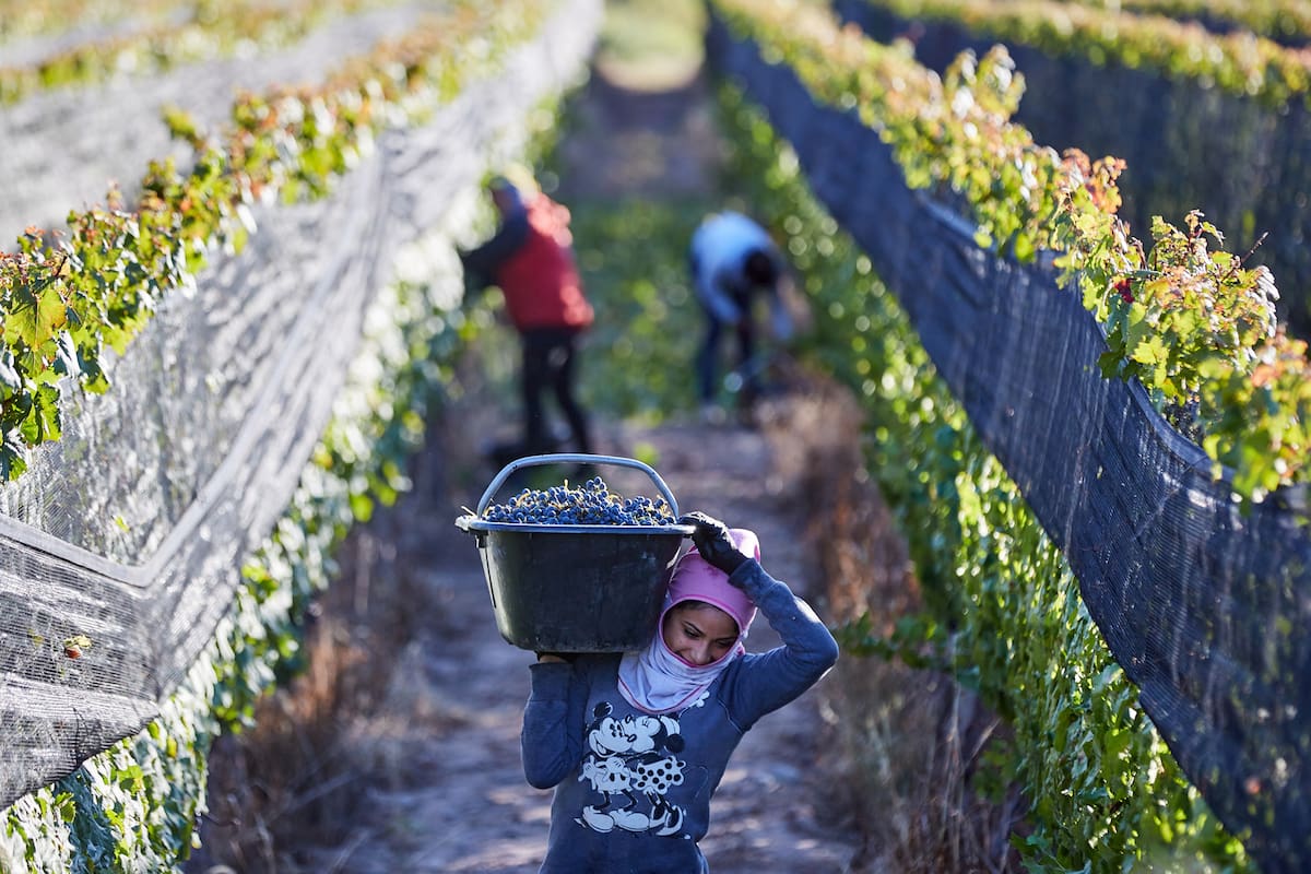 Producción vitivinicola. Con la vendimia ya avanzada, hay una mejora en los precios de la vid; se presentan obstáculos estructurales