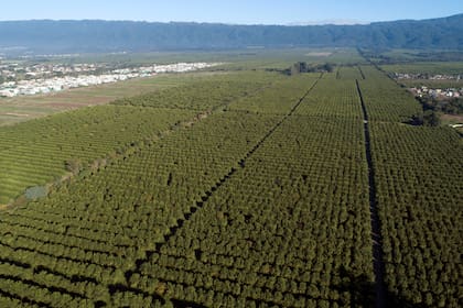 Producción y packing de limones en Cebil Redondo, Tucumán