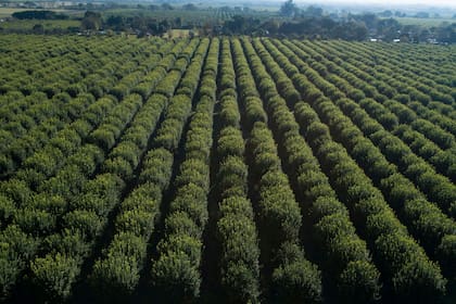Producción y packing de limones en Cebil Redondo, Tucumán