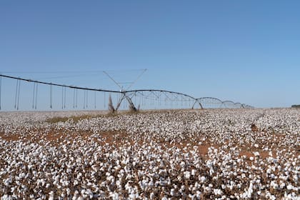 Produce más 2,5 millones de toneladas de algodón, el 74% del total de Brasil, lo que ayudó al país convertirse en tercer productor mundial de este cultivo, detrás de India y China, superando a Estados Unidos