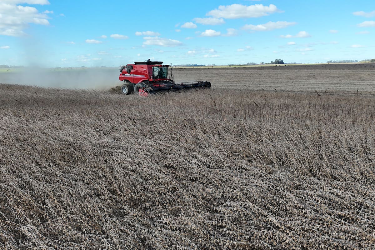 Productores analizan el impacto de la eliminación temporaria de retenciones en sus estrategias de venta y la evolución del mercado de granos