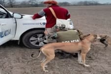 “Tolerancia cero”: un municipio bonaerense avanza contra cazadores y ya secuestra los perros galgos