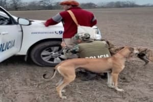 Un municipio bonaerense avanza contra cazadores y ya secuestra los perros galgos