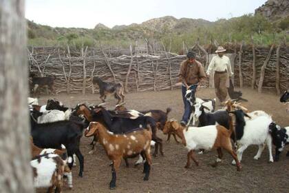 Productores caprinos cerca de San Rafael, Mendoza