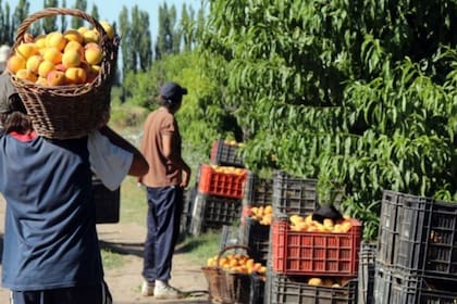 Productores de Mendoza manifestaron su preocupación ante el tratamiento de una ley que consideran clave
