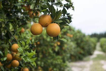 Productores del NEA también buscan que se flexibilice la medida con Europa
