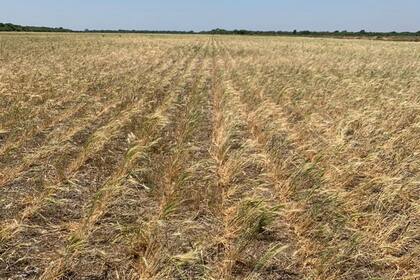 Productores del norte del país preocupados por la falta de lluvia