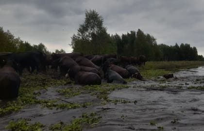 Productores entrerrianos alertan que el principal riesgo no es solo la crecida, sino la falta de caminos rurales, barcos y accesos para movilizar miles de cabezas de ganado