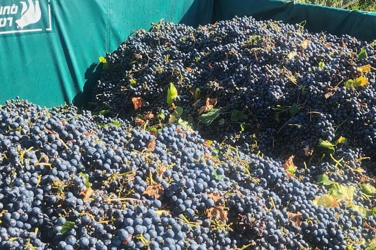 Productores viñateros alertan que trabajar ya no alcanza para sostener la actividad