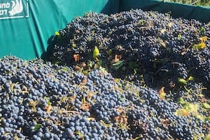 Los viñateros pierden $2,65 millones por hectárea y muchos podrían abandonar todo
