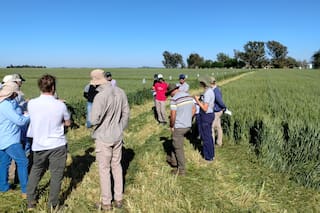 Qué piensan hacer los productores para sostener el trigo en un contexto desafiante