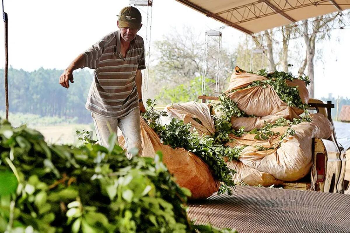 Productores yerbateros en Misiones enfrentan una crisis tras la desregulación del sector y denuncian que el precio de la yerba cayó más del 50% y que están a merced de los grandes molinos
