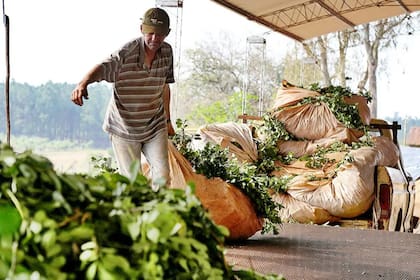 Productores yerbateros en Misiones enfrentan una crisis tras la desregulación del sector y denuncian que el precio de la yerba cayó más del 50% y que están a merced de los grandes molinos