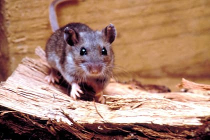Prohibieron un cebo graso para control de roedores; así se dispuso en el Boletín Oficial