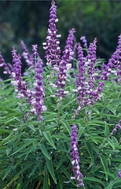 Prolongan su floración aportando color a los canteros